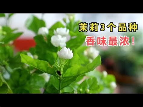 門口種茉莉花好嗎|前陽台招財植物大全！15 種適合陽台的植物助你財源。